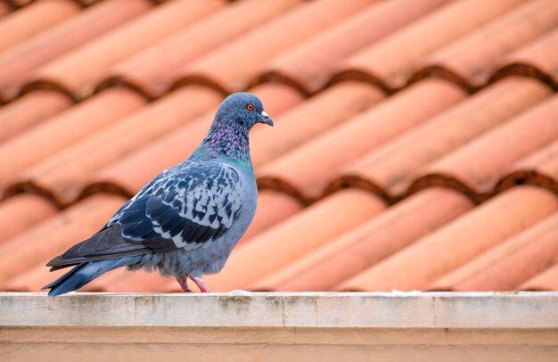 proteção contra pombos no telhado